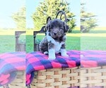 Small Photo #3 F2 Aussiedoodle Puppy For Sale in GARNETT, KS, USA