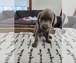Puppy Birch Labrador Retriever