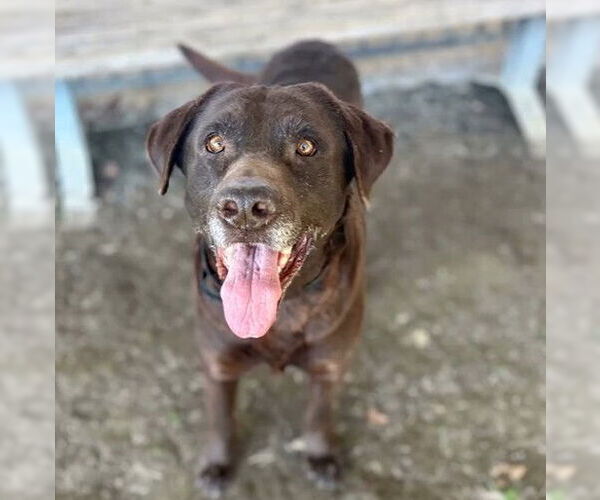 Medium Photo #1 Labrador Retriever-Unknown Mix Puppy For Sale in Riverside, CA, USA