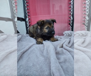 German Shepherd Dog Puppy for sale in N HIGHLANDS, CA, USA