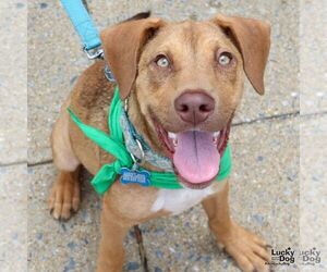 Labrador Retriever-Retriever Mix Dogs for adoption in Washington, DC, USA