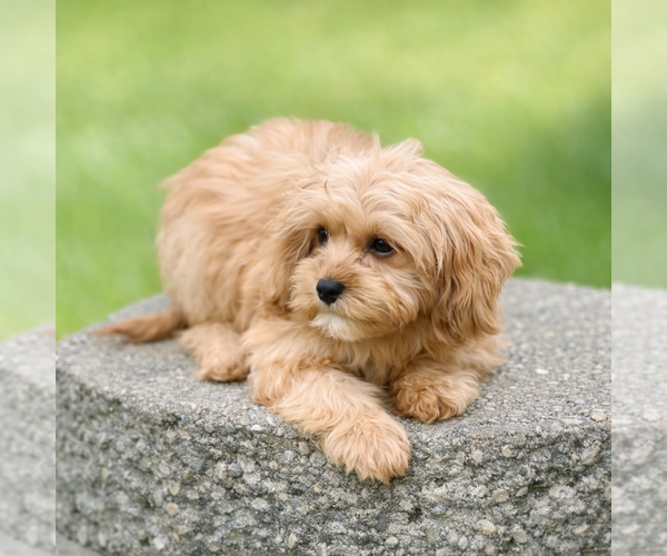 Medium Photo #2 Cavapoo (Miniature) Puppy For Sale in DUNDEE, OH, USA