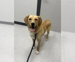 Small #1 Labrador Retriever Mix
