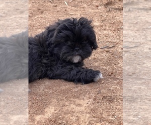 Shih Tzu Puppy for sale in PARAGON, IN, USA
