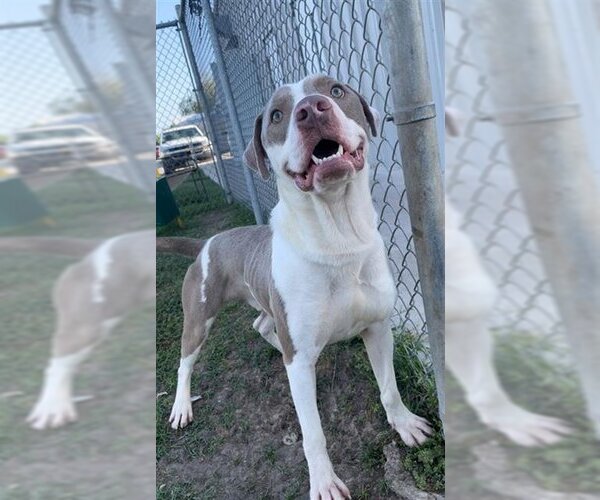 Medium Photo #1 Staffordshire Bull Terrier Puppy For Sale in Rosenberg, TX, USA
