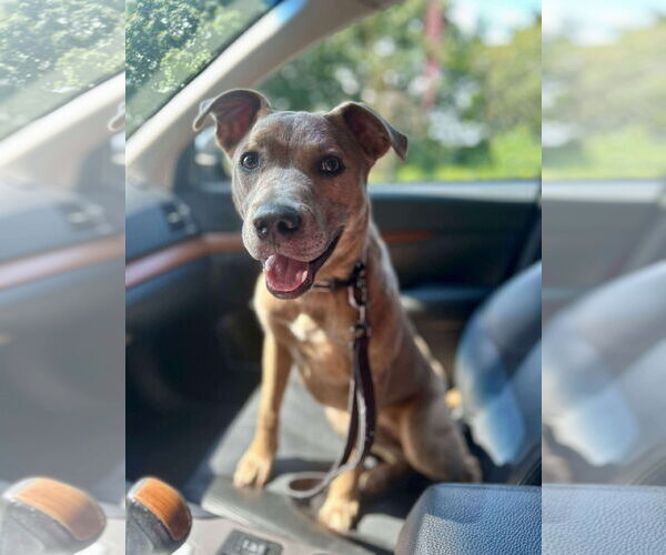 Medium Photo #2 American Pit Bull Terrier-Unknown Mix Puppy For Sale in Germantown, OH, USA