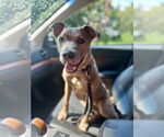 Small #1 American Pit Bull Terrier Mix