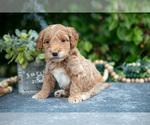 Puppy Quill Goldendoodle (Miniature)