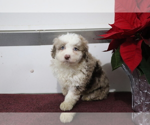 Aussiedoodle Miniature Puppy for sale in SHILOH, OH, USA