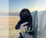 Small Photo #2 Labrador Retriever Puppy For Sale in FALLS CITY, NE, USA