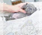 Small Photo #13 French Bulldog Puppy For Sale in MARYSVILLE, WA, USA