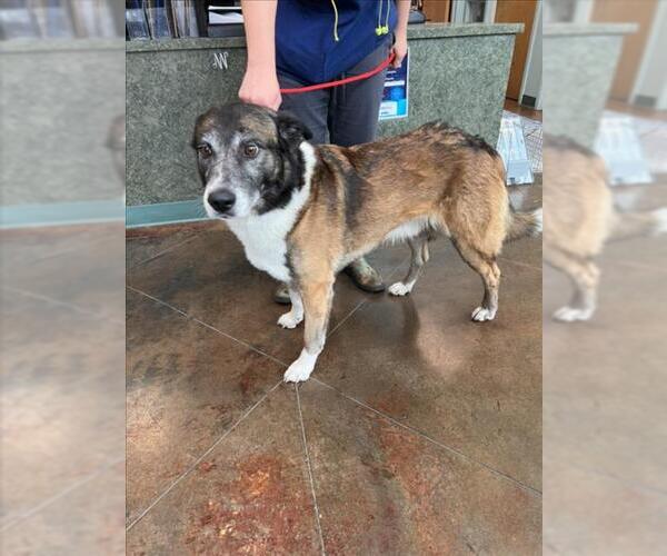 Medium Photo #1 Mutt Puppy For Sale in Lacombe, LA, USA