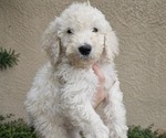 Small Photo #1 Labradoodle-Poodle (Standard) Mix Puppy For Sale in SPRING HILL, FL, USA