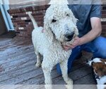 Small Photo #2 Poodle (Standard) Puppy For Sale in COLORADO SPRINGS, CO, USA