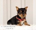 Small #3 Yorkshire Terrier