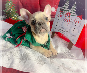 French Bulldog Puppy for sale in KINSTON, NC, USA