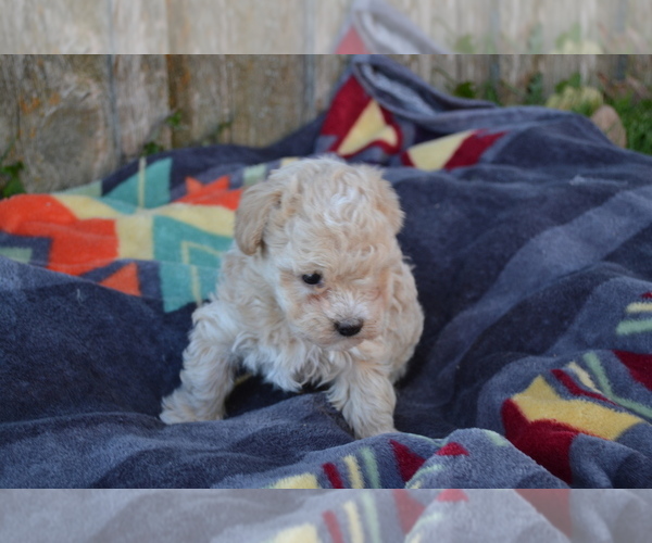 Medium Photo #8 Maltipoo Puppy For Sale in GREENWOOD, WI, USA