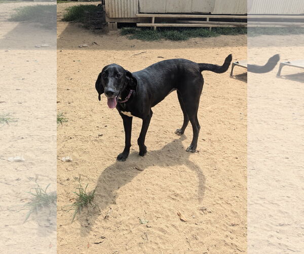Medium Photo #8 Mutt Puppy For Sale in Munford, TN, USA