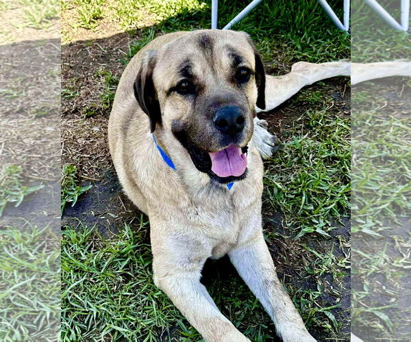 Medium Photo #3 Mastiff Puppy For Sale in Goodyear, AZ, USA
