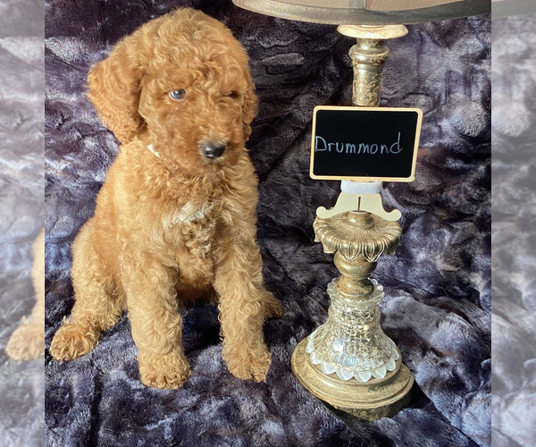 Medium Photo #2 Goldendoodle Puppy For Sale in HOUSTON, TX, USA