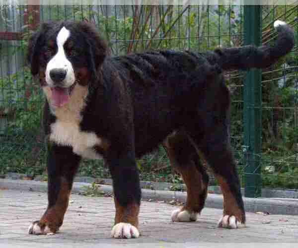 Medium Photo #1 Bernese Mountain Dog Puppy For Sale in Maladzyechna, Minsk, Belarus