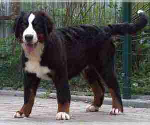 Bernese Mountain Dog Puppy for Sale in Maladzyechna, Minsk Belarus