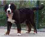 Small Bernese Mountain Dog