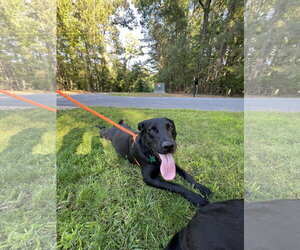 Labrador Retriever Dogs for adoption in McCormick, SC, USA