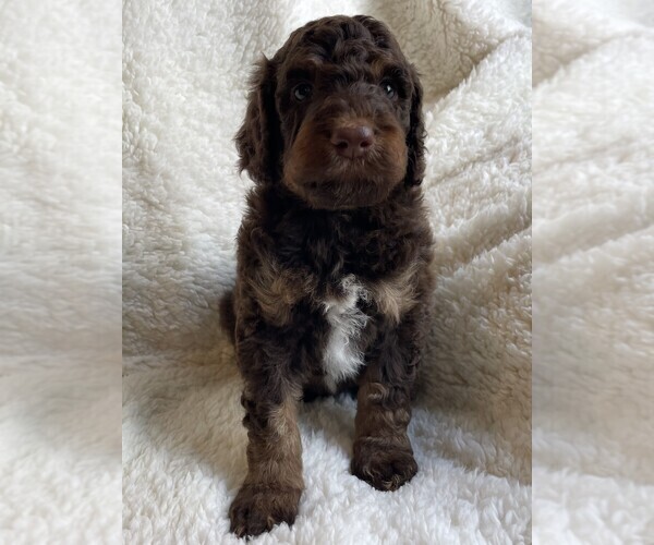 Medium Photo #3 Poodle (Standard) Puppy For Sale in BONNERS FERRY, ID, USA