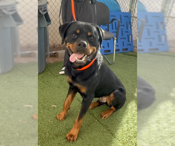 Medium Photo #4 Rottweiler Puppy For Sale in Gilbert, AZ, USA
