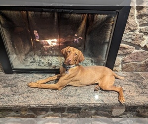 Mother of the Vizsla puppies born on 07/21/2026