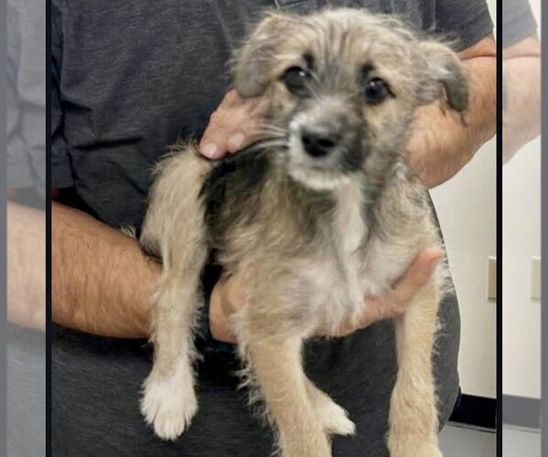 Medium Photo #1 Border Terrier-Unknown Mix Puppy For Sale in Batavia, OH, USA