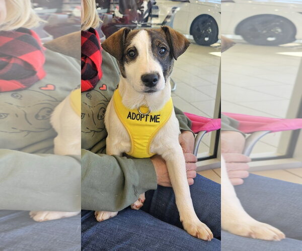 Medium Photo #3 Jack Russell Terrier-Unknown Mix Puppy For Sale in Milner, GA, USA
