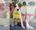 Small #2 Jack Russell Terrier Mix