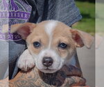 Small #4 Jack-Rat Terrier