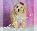 Small Photo #24 Maltipoo (Miniature) Puppy For Sale in WARSAW, IN, USA