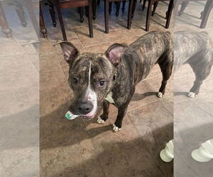Alvin - Male Mutt Dog for Adoption - Photo #6