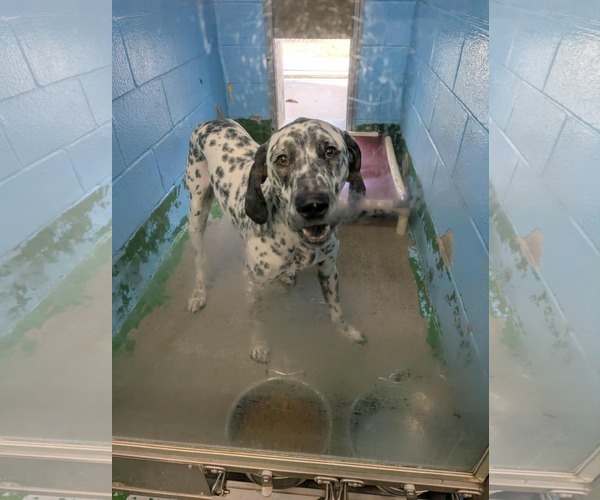 Medium Photo #4 Dalmatian-Unknown Mix Puppy For Sale in Rustburg, VA, USA