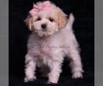Small Photo #92 Maltipoo (Miniature) Puppy For Sale in WARSAW, IN, USA
