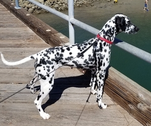 Mother of the Dalmatian puppies born on 01/10/2019