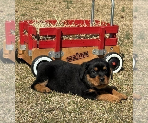 Medium Photo #9 Rottweiler Puppy For Sale in MARION, SC, USA