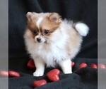 Small Photo #5 Pomeranian Puppy For Sale in ROCK VALLEY, IA, USA