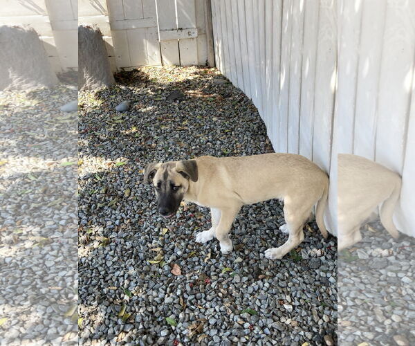 Medium Photo #3 Mutt Puppy For Sale in San Diego, CA, USA
