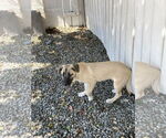 Small #2 Mutt