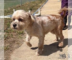 Midgi - Female Shih Tzu-Unknown Mix Dog for Adoption - Photo #2
