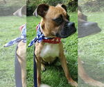 Small #3 Boxer