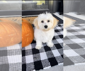 Maltipoo Puppy for sale in FRANKLIN, IN, USA