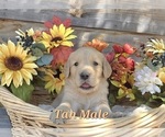 Small #1 Golden Retriever