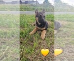 Small #8 German Shepherd Dog
