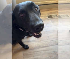 Mother of the Labrador Retriever puppies born on 08/10/2025